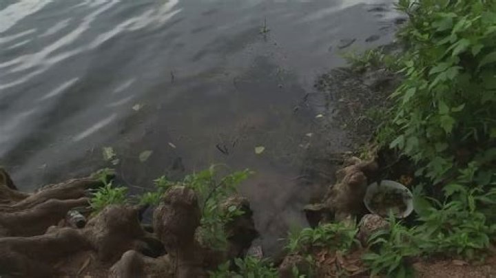 Breaking News On Lady Bird Lake Discovery