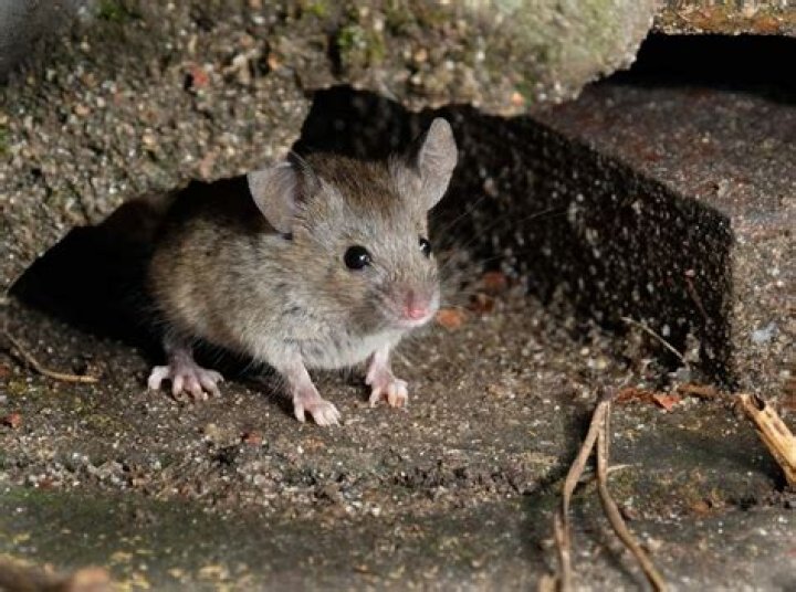 Can mice get in through a dryer vent? ·